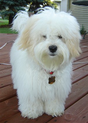 Coton de Tulear